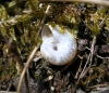 Aegopinella minor Aegopinella minor