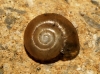 Aegopinella minor Aegopinella minor