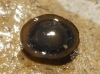 Ancylus fluviatilis Ancylus fluviatilis