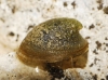 Ancylus fluviatilis Ancylus fluviatilis