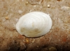 Ancylus fluviatilis