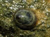 Ancylus fluviatilis Ancylus fluviatilis
