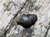 Bythinella sp.