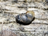 Bythinella sp.