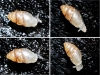 Carychium cf. minimum