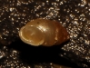 Carychium sp.