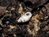 Carychium cf. tridentatum