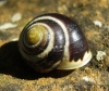 Cepaea cf. hortensis