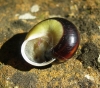 Cepaea cf. hortensis