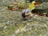 Cepaea cf. hortensis
