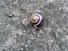 Cepaea cf. hortensis