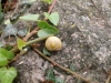 Cepaea cf. hortensis