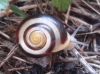 Cepaea hortensis