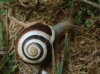 Cepaea hortensis