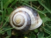 Cepaea hortensis