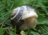 Cepaea hortensis