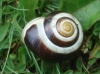 Cepaea hortensis
