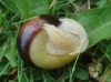 Cepaea hortensis