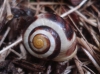 Cepaea hortensis