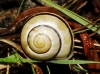 Cepaea hortensis