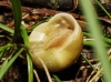 Cepaea hortensis