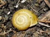 Cepaea cf. hortensis