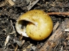 Cepaea cf. hortensis