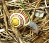 Cepaea cf. hortensis