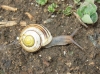 Cepaea cf. hortensis