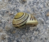 Cepaea hortensis