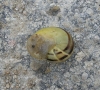 Cepaea hortensis