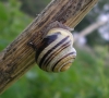 Cepaea hortensis