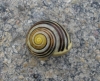 Cepaea hortensis