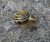 Cepaea hortensis