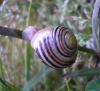 Cepaea hortensis