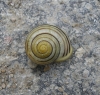 Cepaea hortensis