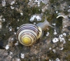Cepaea hortensis