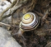 Cepaea hortensis