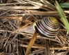 Cepaea hortensis