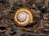 Cepaea nemoralis