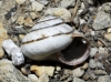 Cernuella virgata