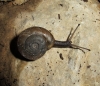 Chilostoma desmoulinsi