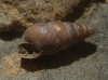 Chondrina sp. Chondrina sp.