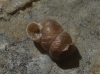 Chondrina sp. Chondrina sp.
