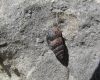 Chondrina sp.