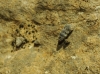 Chondrina sp. Chondrina sp.