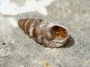 Chondrina sp. Chondrina sp.