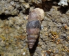 Chondrina tenuimarginata Chondrina tenuimarginata