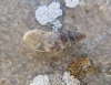 Chondrina tenuimarginata