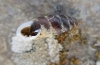 Chondrina tenuimarginata